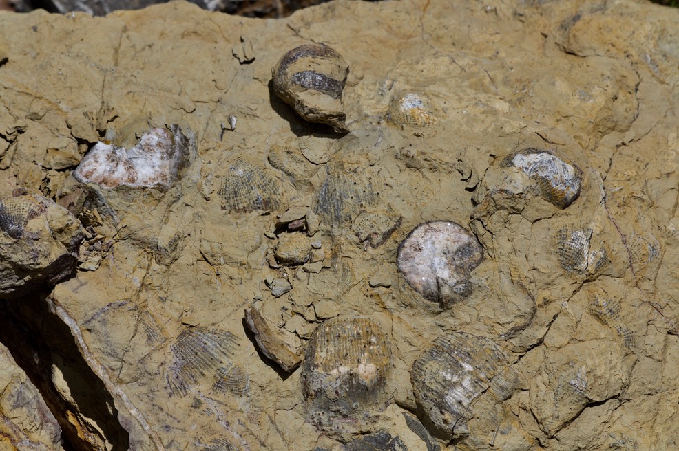 Fossils, Prehistoric Pathways