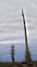 Fouquieria columnaris, Boojum Tree 20