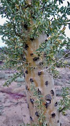 Fouquieria columnaris, Boojum Tree 14