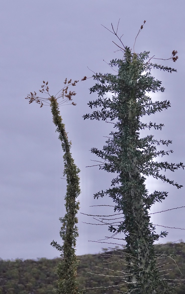 Fouquieria columnaris, Boojum Tree 15