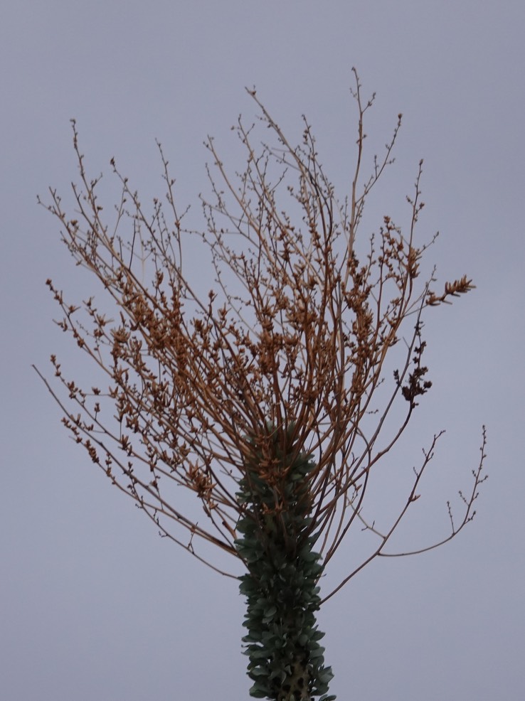 Fouquieria columnaris, Boojum Tree 18