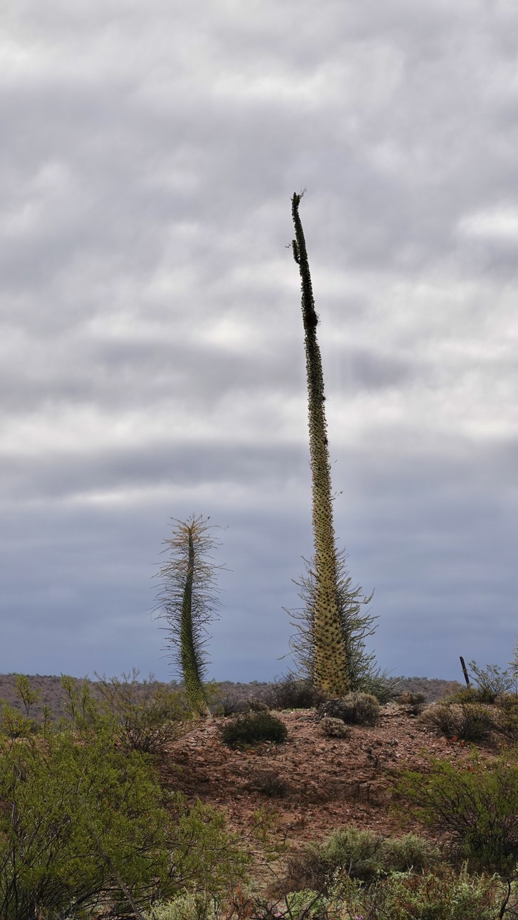 Fouquieria columnaris, Boojum Tree 19