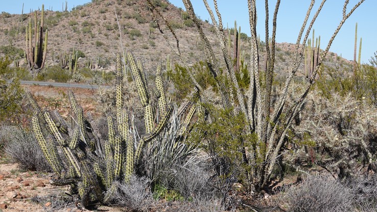 Stenocereus gummmosus, Galloping Cactus,  