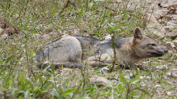 Fox, Crab Eating (Cerro Montezuma, Colombia) 1