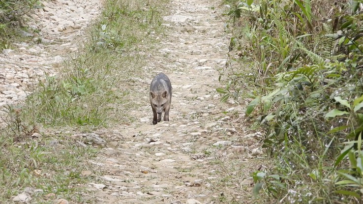 Fox, Crab Eating (Cerro Montezuma, Colombia) 2