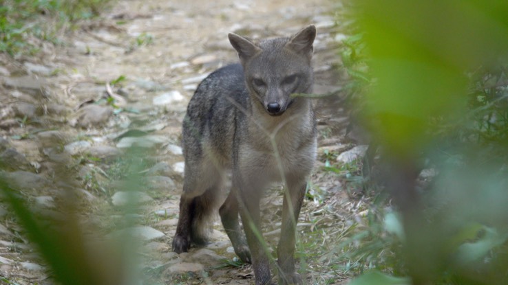 Fox, Crab Eating (Cerro Montezuma, Colombia) 3