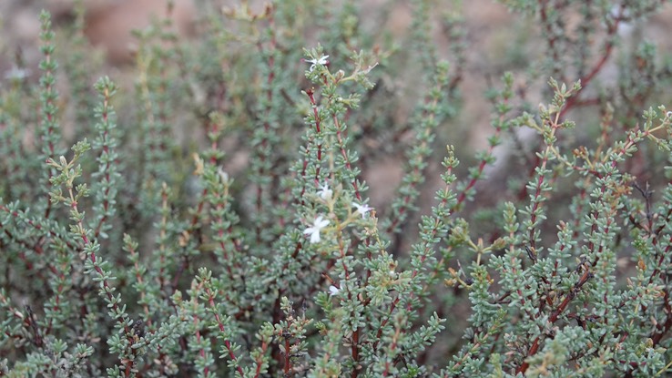 Frankenia palmeri, Palmer Frankenia, Bahia de los Angeles, Baja California (2)