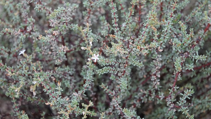 Frankenia palmeri, Palmer Frankenia, Bahia de los Angeles, Baja California