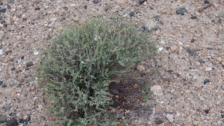 Frankenia palmeri, Palmer Frankenia, Bahia de los Angeles, Baja California