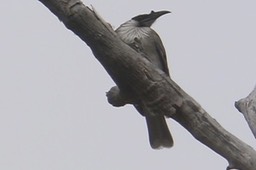 Friarbird, Noisy 1