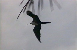 Frigatebird, Magnificent