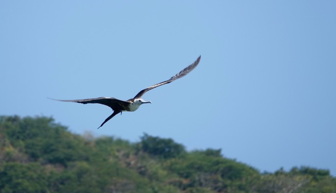 Frigatebird, Magnificent, Fregata magnificens, Tehualmixtle, Jalisco6