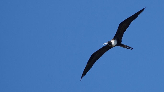 Frigatebird, Magnificent, Fregata magnificens, Tehualmixtle, Jalisco4