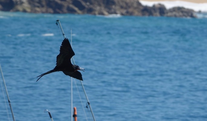 Frigatebird, Magnificent, Fregata magnificens, Tehualmixtle, Jalisco9