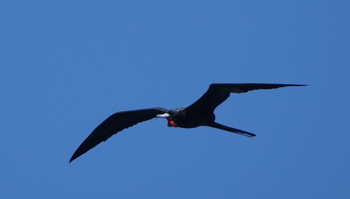 Frigatebird, Magnificent, Fregata magnificens, Tehualmixtle, Jalisco8