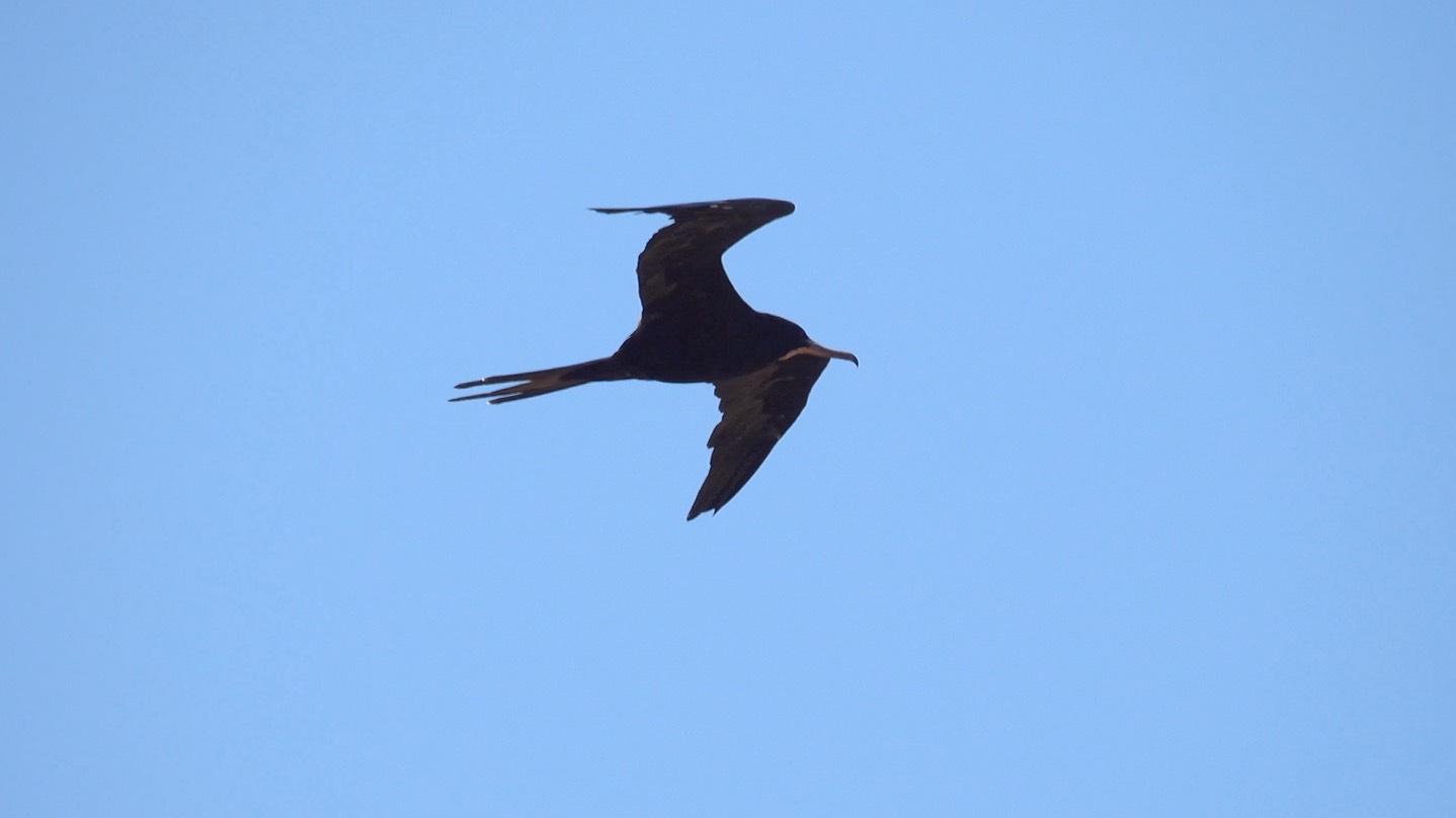 Frigatebird, Magnificent, Fregata magnificens, Tehualmixtle, Jalisco1