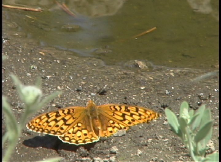 Fritillary, Callippe 1