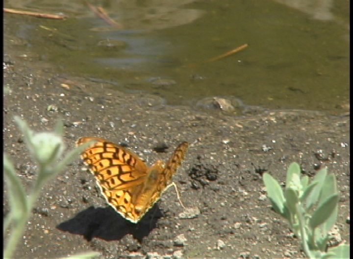 Fritillary, Callippe