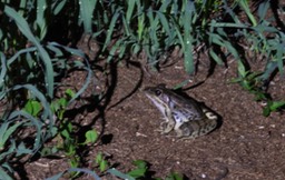 Frog, Rio Grande Leopard. Rana berlandieri