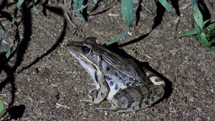 Frog, Rio Grande Leopard (Belize 2021)