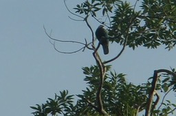 Fruit-Dove, Wompoo 1