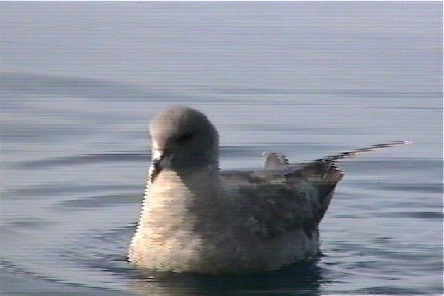 Fulmar, Northern 1