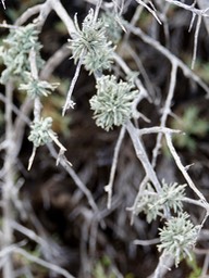 fungi? northern baja