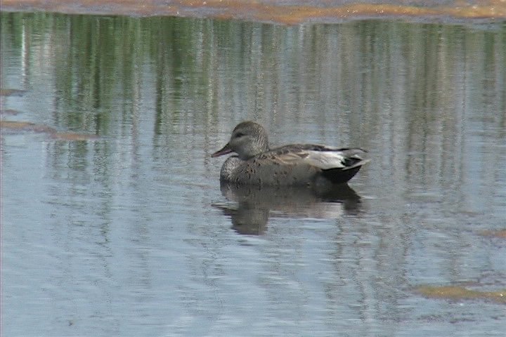 Gadwall 2