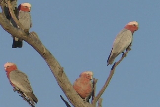 Galah 1_1