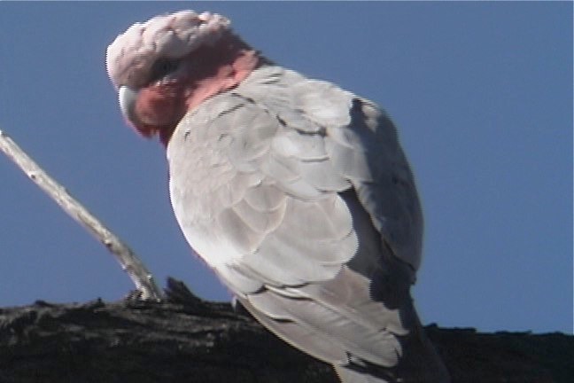 Galah 1