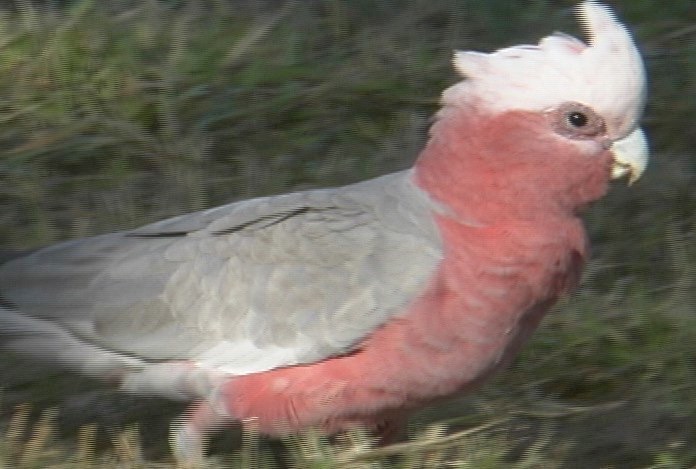 Galah 2