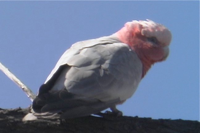 Galah 3