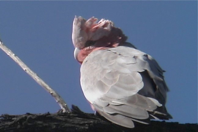 Galah 4