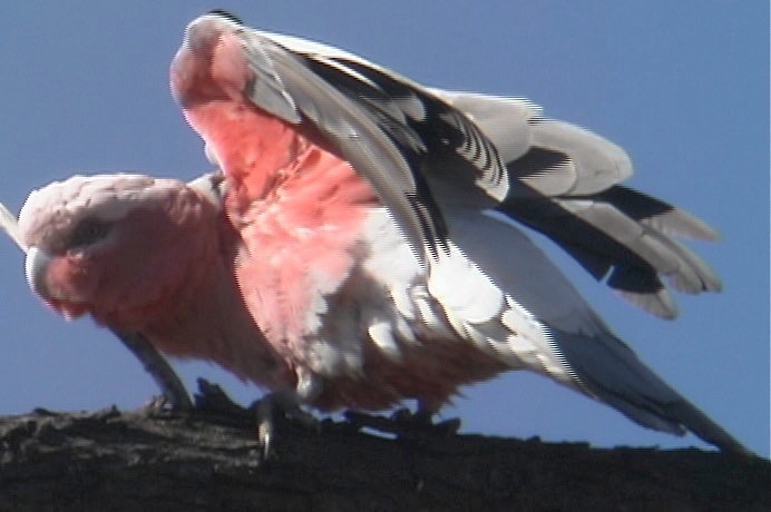 Galah 5