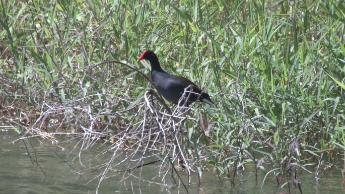 Gallinule, Common