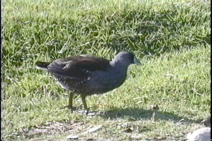 Gallinule, Spot-flanked