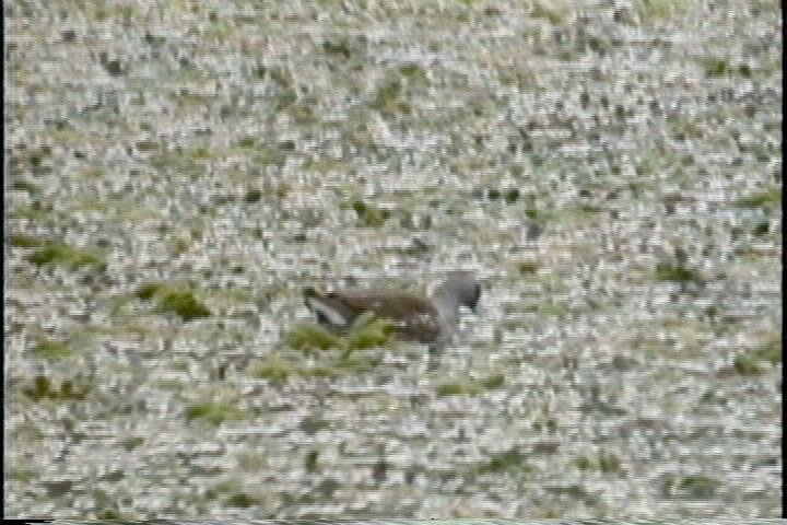 Gallinule, Spot-flanked8