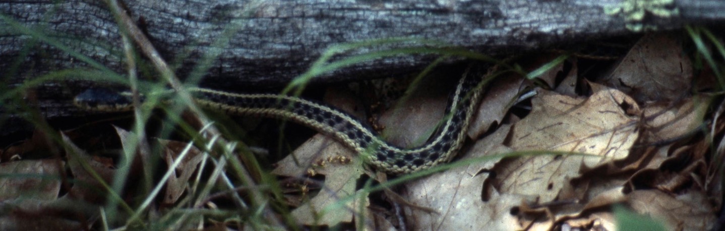 garter snake807