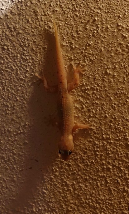 gecko---undetermined-specie_med