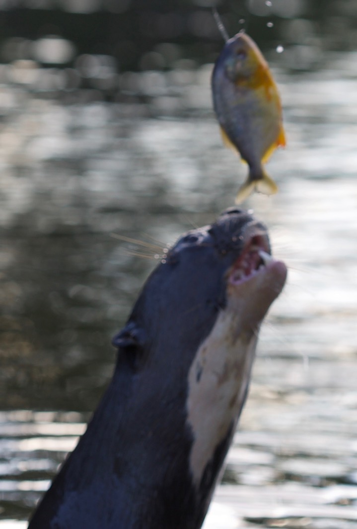 Giant River Otter, Pteronura brasiliensis2