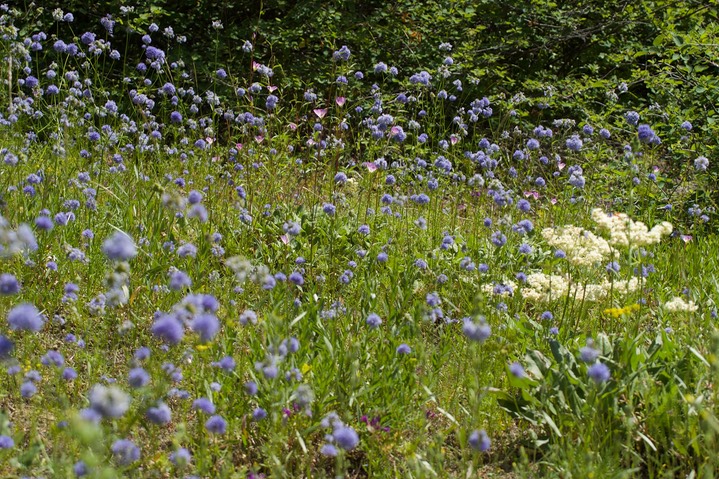 Gilia capitata 10