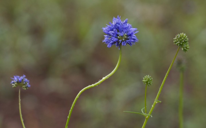 Gilia capitata 1