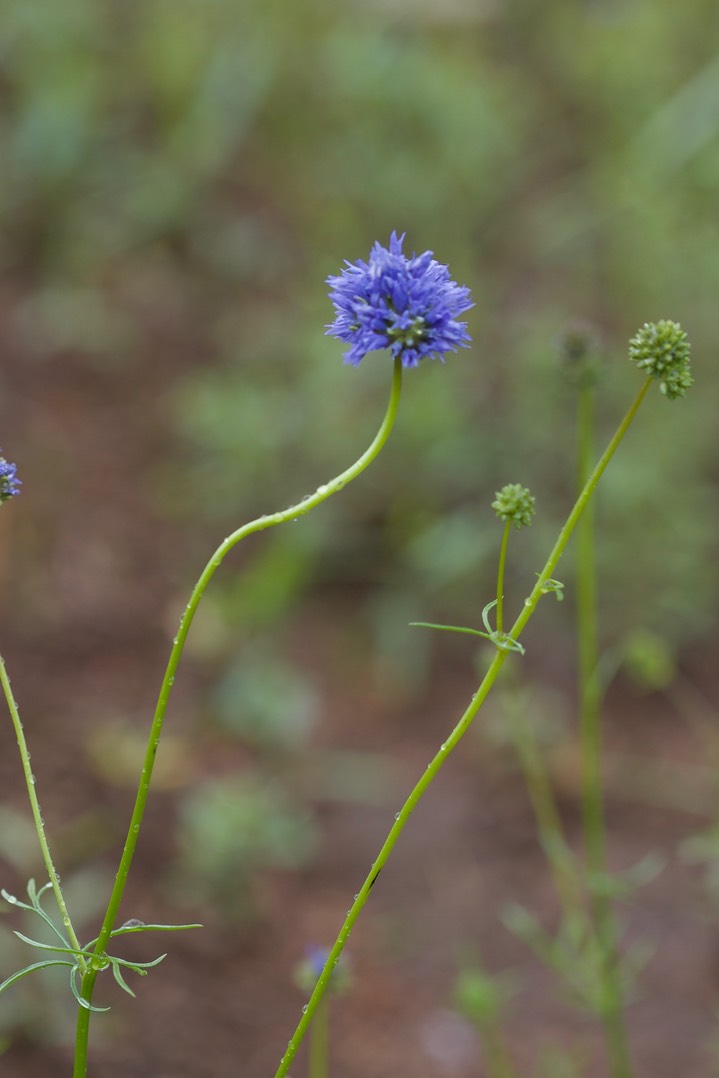 Gilia capitata 2