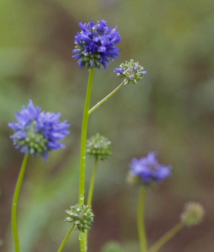 Gilia capitata 3