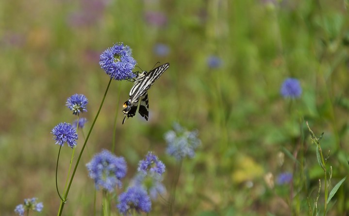 Gilia capitata 5