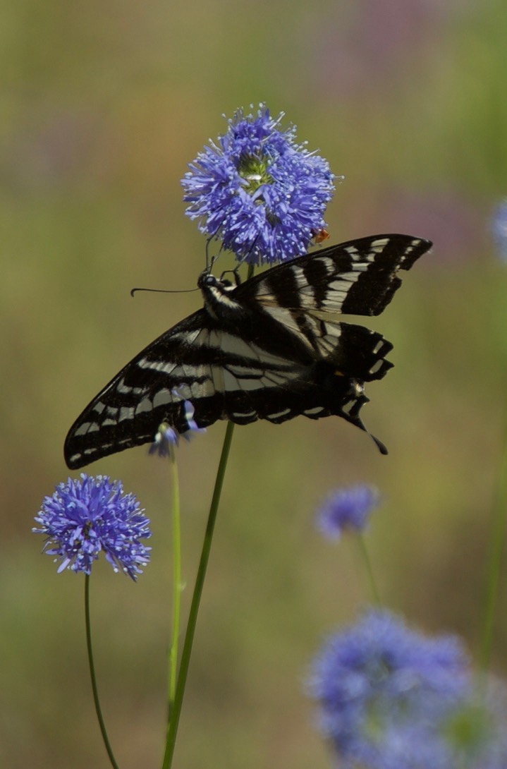 Gilia capitata 6