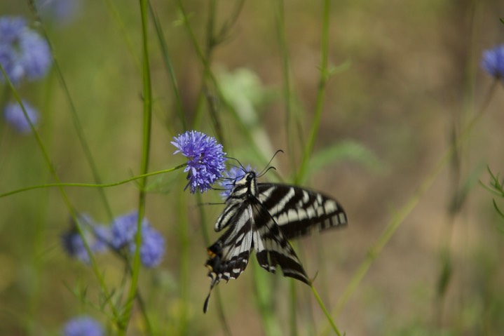 Gilia capitata 7