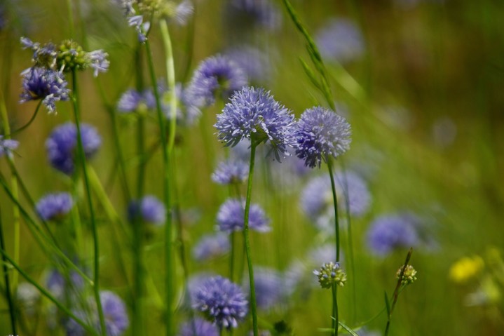 Gilia capitata 8