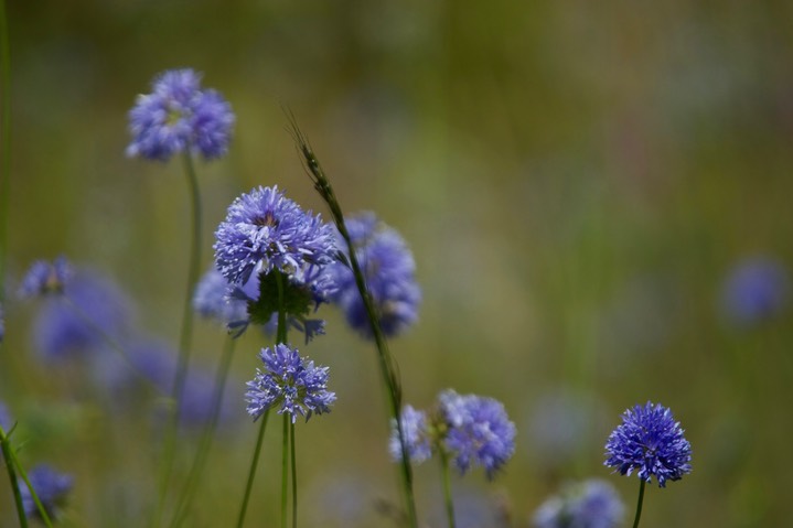 Gilia capitata 9