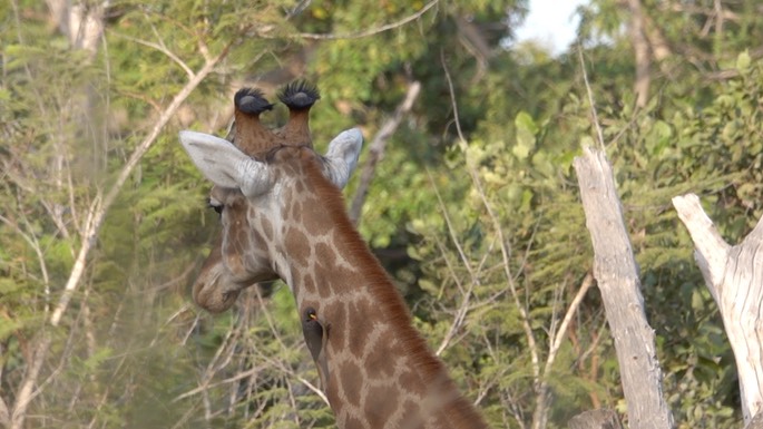 Giraffe, South African - Senegal 1